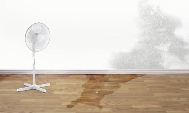 Best Local water damage restoration  in Dodson Branch, TN